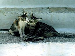 Gatti (116)